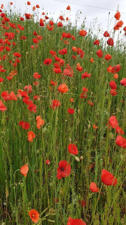 Ferienwohnung Mohnwiese Und Blumenwiese Willingen  Zewnętrze zdjęcie